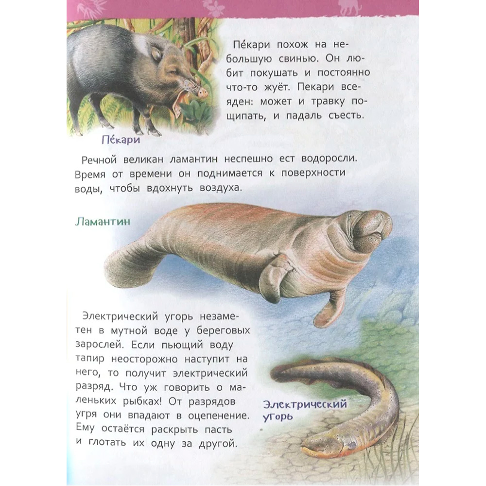 Книга 978-5-353-08917-9 Джунгли.Энциклопедия детского сада Книга 978-5-353-08917-9 Джунгли.Энциклопедия детского сада